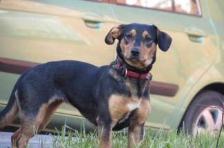 Šetnja gradom: Vedre i nasmijane Požežanke i Požežani