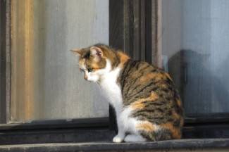 Šetnja gradom: Vedre i nasmijane Požežanke i Požežani