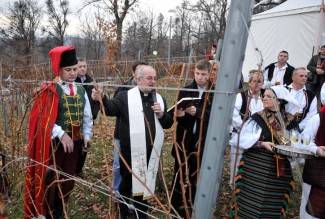 Vincelovo u Kutjevu d.d.