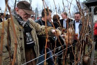 Vincelovo u Kutjevu d.d.