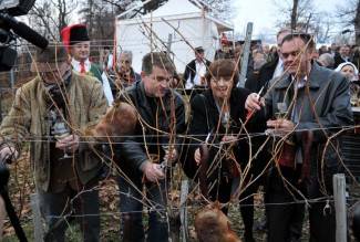 Vincelovo u Kutjevu d.d.