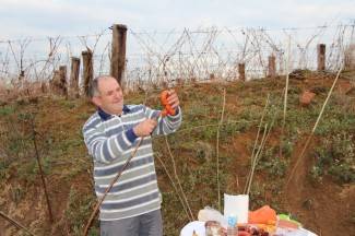Vincelovo u pleterničkim vinogradima