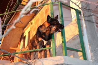 Vincelovo u pleterničkim vinogradima