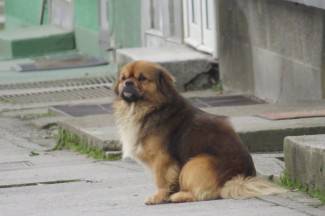 Šetnja gradom: Požega, 23.1.2014.