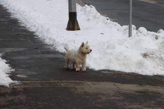 Šetnja Požegom i Pleternicom, 30.1.2014.