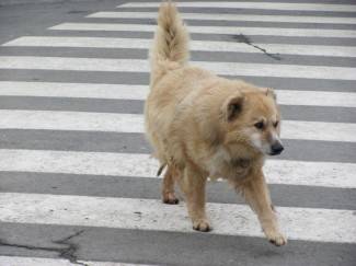 Subotnja šetnja Požegom, Pakracom i Lipikom