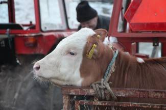 Stočni sajam u Pleternici: Pogledajte današnju ponudu