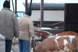 Stočni sajam u Pleternici: Pogledajte današnju ponudu