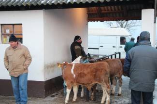 Stočni sajam u Pleternici: Pogledajte današnju ponudu