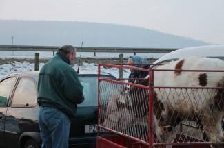 Stočni sajam u Pleternici: Pogledajte današnju ponudu