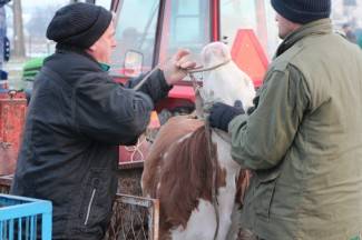 Stočni sajam u Pleternici: Pogledajte današnju ponudu