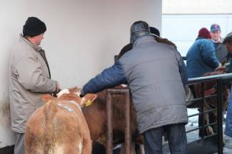Stočni sajam u Pleternici: Pogledajte današnju ponudu