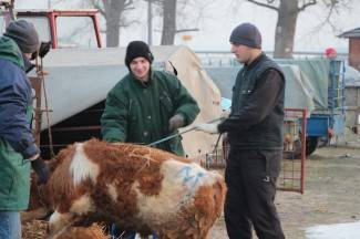 Stočni sajam u Pleternici: Pogledajte današnju ponudu
