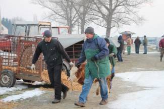 Stočni sajam u Pleternici: Pogledajte današnju ponudu