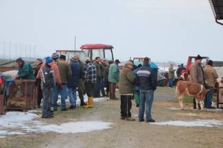 Stočni sajam u Pleternici: Pogledajte današnju ponudu