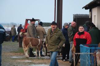 Stočni sajam u Pleternici: Pogledajte današnju ponudu