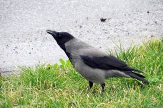 Subotnja šetnja Požegom i Pleternicom