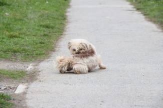 Jutarnja šetnja Pleternicom i Kutjevom