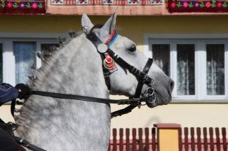Pokladno jahanje u Zagrađu, Bučju i Brodskom Drenovcu