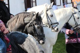 Pokladno jahanje u Zagrađu, Bučju i Brodskom Drenovcu