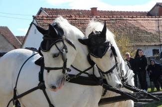 Pokladno jahanje u Zagrađu, Bučju i Brodskom Drenovcu