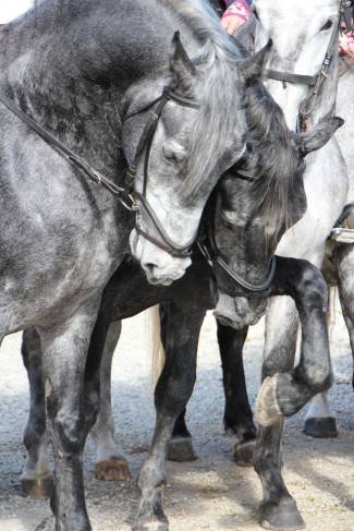 Pokladno jahanje u Zagrađu, Bučju i Brodskom Drenovcu
