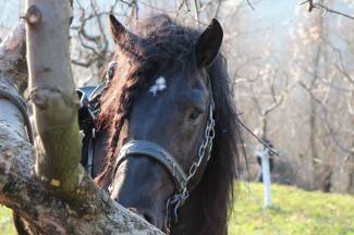 Požežani slave Grgurevo u požeškim vinogradima