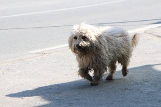 Lijep i sunčan dan: Šetnja Pleternicom i Kutjevom