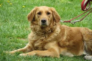 Subotnja šetnja Požegom i Pakracom, 5.4.2014.