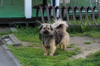 Šetnja gradom: Pleternica, 8.4.2014.