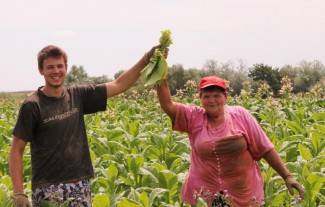 Vrijedni narod Požeštine: Radovi na poljima od Jakšića do Kaptola
