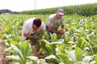 Vrijedni narod Požeštine: Radovi na poljima od Jakšića do Kaptola