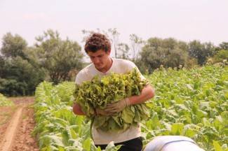 Vrijedni narod Požeštine: Radovi na poljima od Jakšića do Kaptola