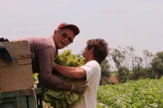 Vrijedni narod Požeštine: Radovi na poljima od Jakšića do Kaptola
