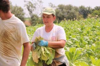 Vrijedni narod Požeštine: Radovi na poljima od Jakšića do Kaptola