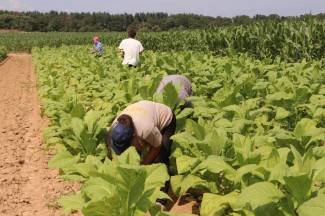 Vrijedni narod Požeštine: Radovi na poljima od Jakšića do Kaptola