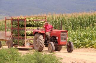Vrijedni narod Požeštine: Radovi na poljima od Jakšića do Kaptola