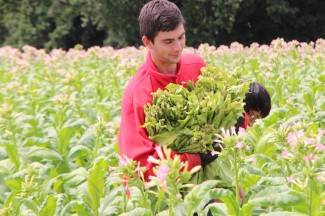 Vrijedni narod Požeštine: Radovi na poljima od Jakšića do Kaptola