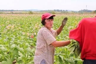 Vrijedni narod Požeštine: Radovi na poljima od Jakšića do Kaptola