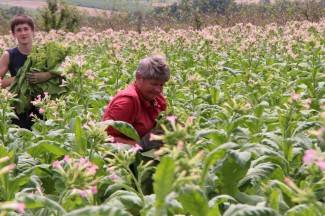 Vrijedni narod Požeštine: Radovi na poljima od Jakšića do Kaptola