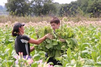 Vrijedni narod Požeštine: Radovi na poljima od Jakšića do Kaptola