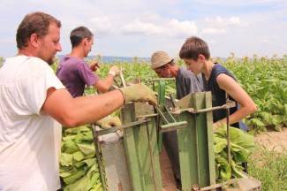 Vrijedni narod Požeštine: Radovi na poljima od Jakšića do Kaptola