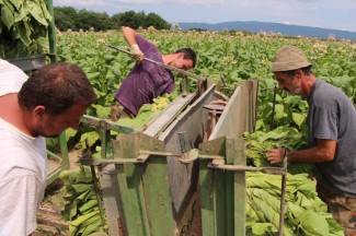 Vrijedni narod Požeštine: Radovi na poljima od Jakšića do Kaptola