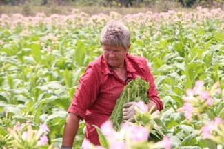 Vrijedni narod Požeštine: Radovi na poljima od Jakšića do Kaptola