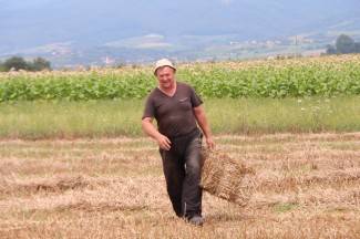 Vrijedni narod Požeštine: Radovi na poljima od Jakšića do Kaptola