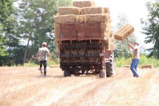 Vrijedni narod Požeštine: Radovi na poljima od Jakšića do Kaptola