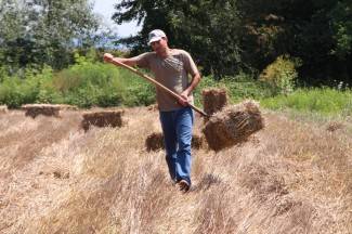 Vrijedni narod Požeštine: Radovi na poljima od Jakšića do Kaptola
