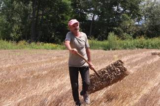 Vrijedni narod Požeštine: Radovi na poljima od Jakšića do Kaptola
