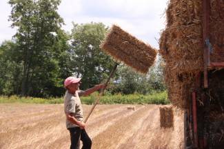 Vrijedni narod Požeštine: Radovi na poljima od Jakšića do Kaptola
