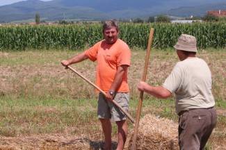 Vrijedni narod Požeštine: Radovi na poljima od Jakšića do Kaptola